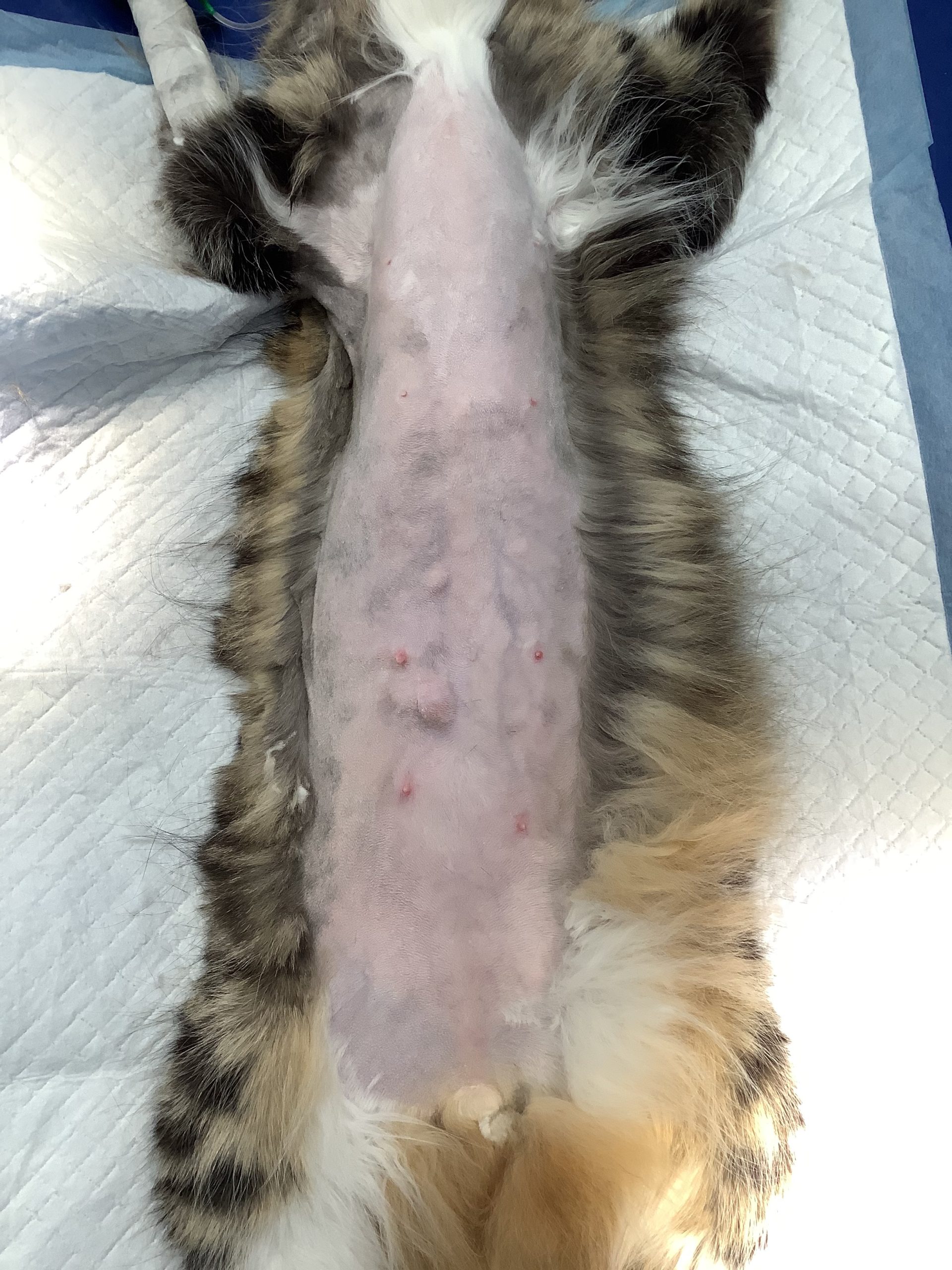 猫の乳腺腫瘍 猫の乳がん 病気について ほんだ動物病院 愛媛県松山市余戸西の動物病院