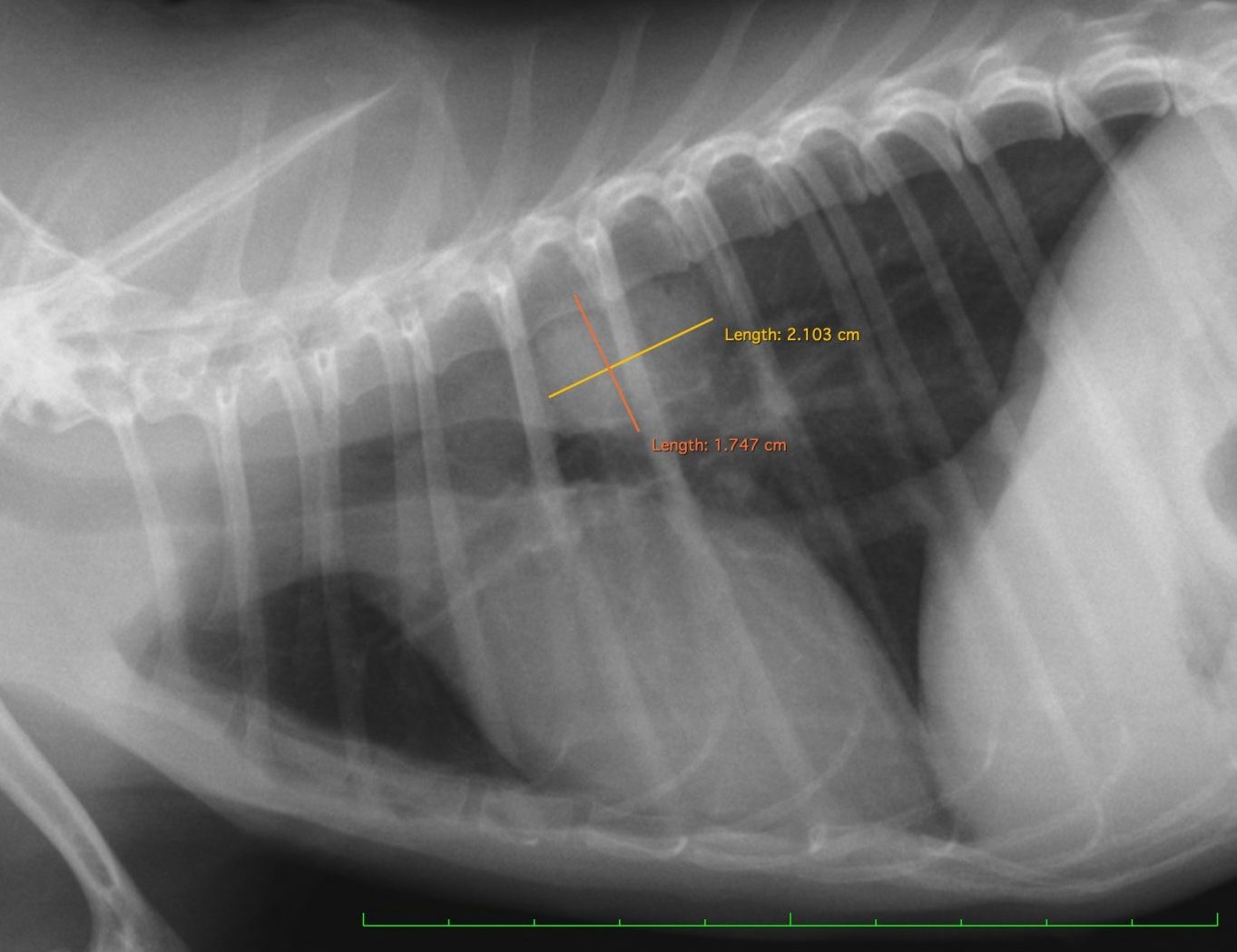 Amazon.co.jp: VETERINARY ONCOLOGY No.37（2023年1月号）猫の